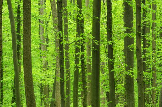green forest background in a sunny day