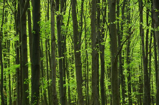 green forest background in a sunny day