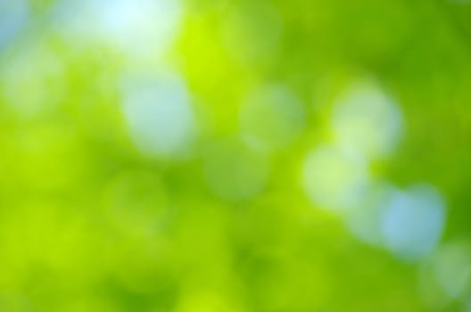 Natural green a blurred background
