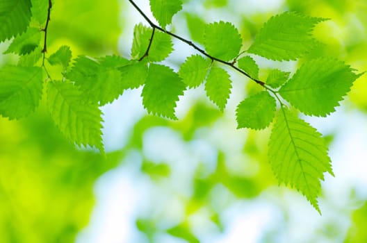 green leaves background in sunny day