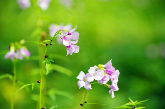 spring flower on the field