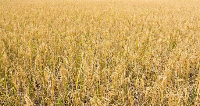 Golden rice field ready for harvest.