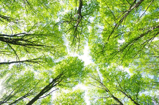 green leaves background in sunny day