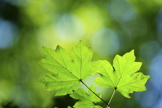 green leaves background in a sunny day