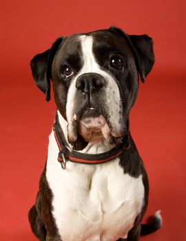 Sad Boxer on red background