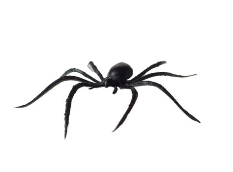 Toy Spider isolated on white background