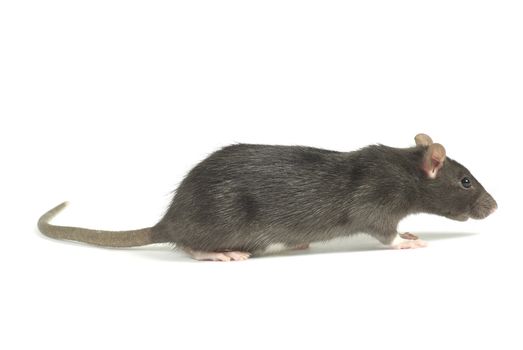 funny rat  isolated on white background