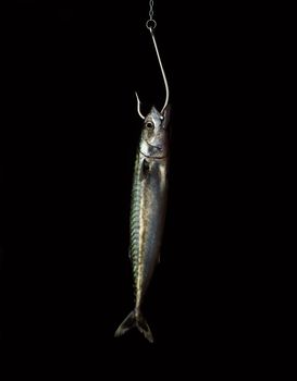 Hooked fish on black background