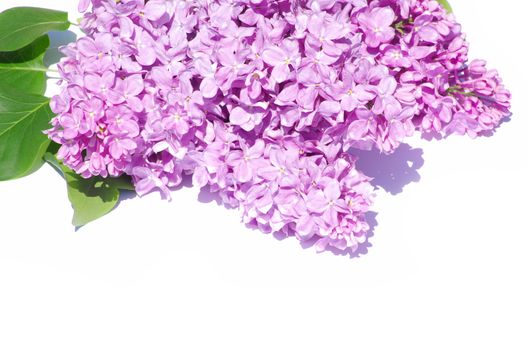 lilac flower isolated on white background