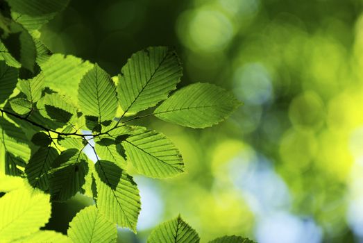 spring green leaves background in a sunny day