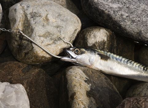 Hooked Fish on stone background