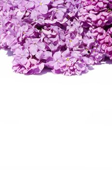 lilac flower isolated on white background