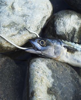 Hooked Fish on stone background