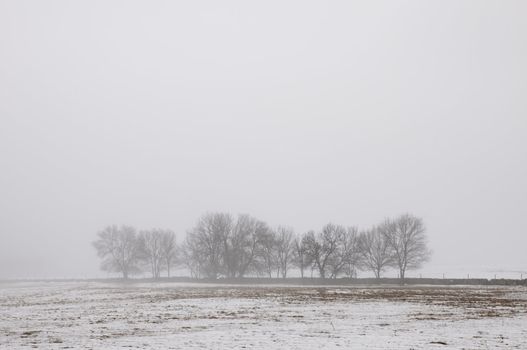 winter landscape of snowy forest