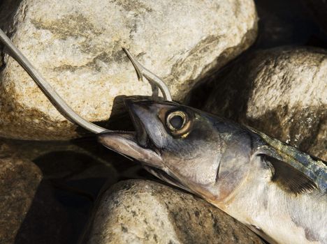 Hooked Fish on stone background