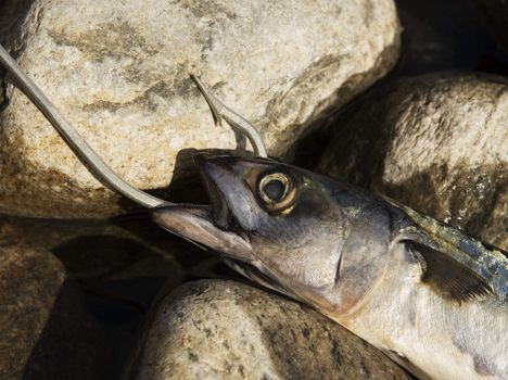 Hooked Fish on stone background