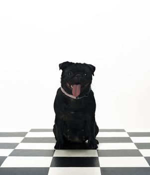 Portrait of a French Bulldog