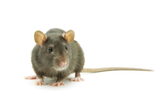 funny rat  isolated on white background