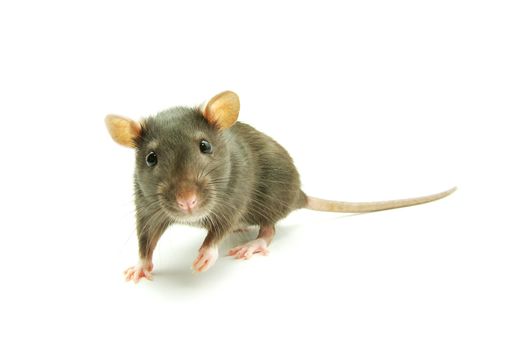 rat  isolated on white background