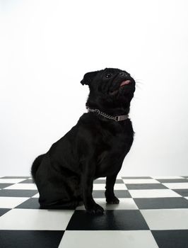 Portrait of a French Bulldog