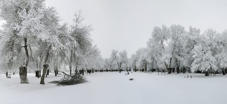 winter landscape of snowy forest