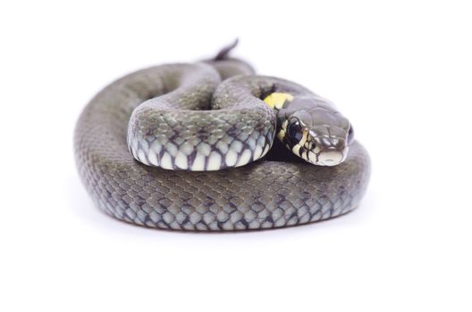 snake isolated on white background