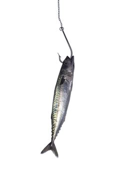 Hooked fish on white background