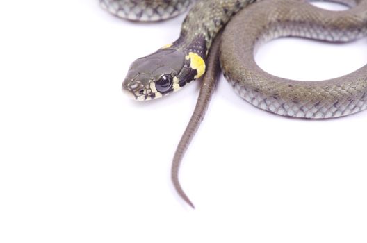 snake isolated on white background