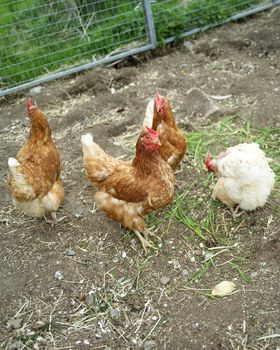 Agriculture Farm with Poultrys