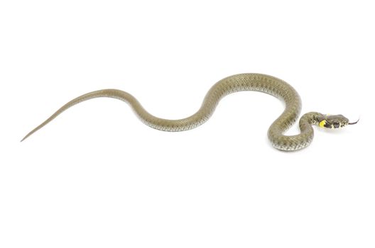 snake isolated on white background