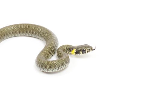 snake isolated on white background