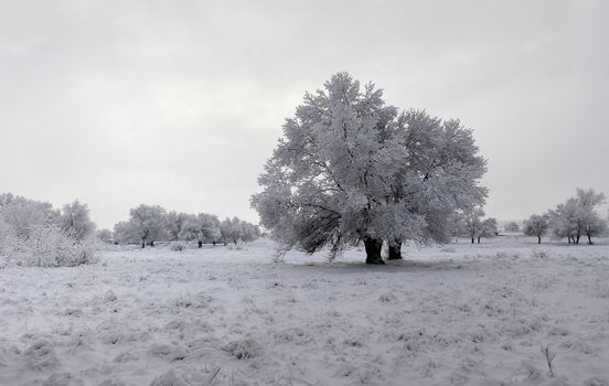 winter landscape of snowy forest