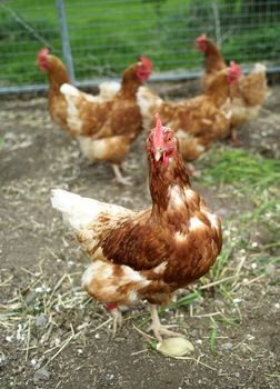 Agriculture Farm with Poultrys