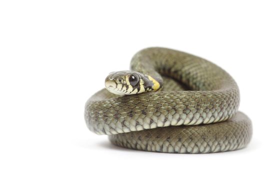 snake isolated on white background