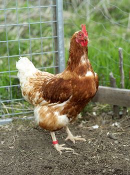 Single Poultry with selective Focus