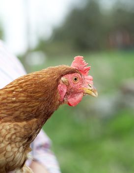 Single Poultry with selective Focus