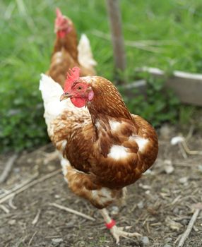 Single Poultry with selective Focus