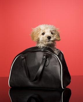 Sweet dog in a bag on red background