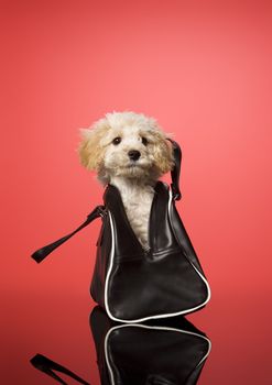 Sweet dog in a bag on red background