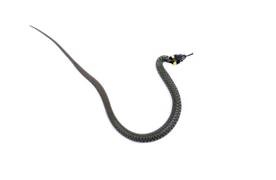 snake isolated on white background