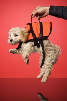 Sweet dog with Life Jacket