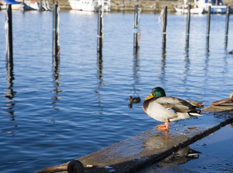Single Duck in habour