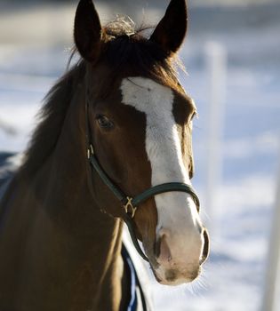 Single Horse in a winter landscape