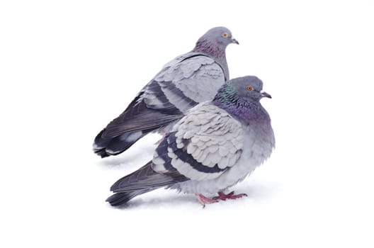  pigeons isolated on white background