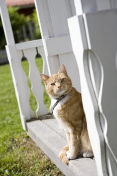 Domestic cat sitting on a bench