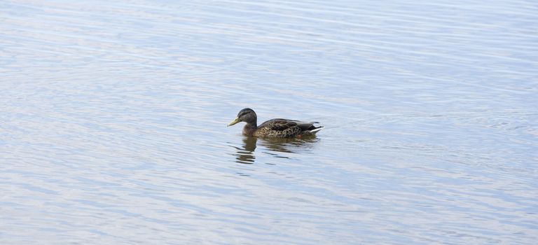 Duck in water full frame