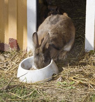 Rabbit eating close up with selective focus