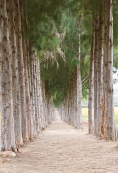 Pathway with pine tree pattern on sideway