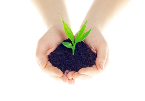  plant in hands isolated on white