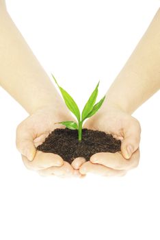 plant in female hands isolated on white background